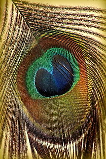 Peacock feather  Birds,Geotagged,Indian Peafowl,Pavo cristatus,South Africa,Spring