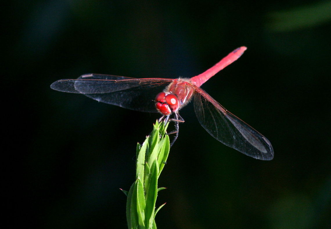 Scarlet Darter I am not very good at identifying insects and made few attempts to photograph them. This won&#039;t win any awards but I thought it was quite pretty! Africa,Geotagged,Insects,South Africa,Spring,Sympetrum fonscolombii,dragonflies,odonata,red-veined darter