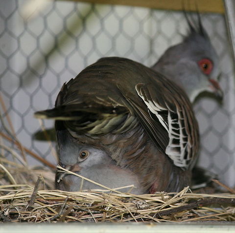 The safest place to sit??? I wish I could come up with a decent caption for this pic I took of a baby Australian Crested Dove nestled under its mothers bum! Australia,Birds,Crested Pigeon,Geotagged,Ocyphaps lophotes,South Africa,Spring