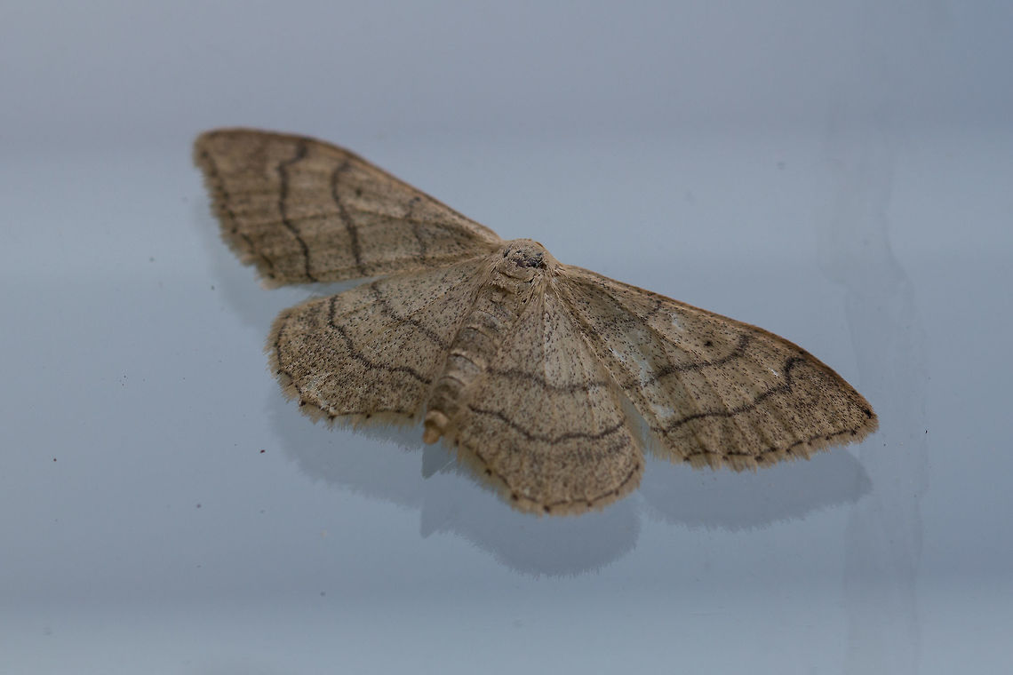 The Riband wave Bit early for moth week and sorry I have no idea what this is, but I have a photo of the underside as it was resting on my window and so though it was nice to see 'the other side'. Just having a few problems uploading.<br />
<figure class="photo"><a href="https://www.jungledragon.com/image/81002/the_riband_wave.html" title="The Riband wave"><img src="https://s3.amazonaws.com/media.jungledragon.com/images/574/81002_thumb.jpg?AWSAccessKeyId=05GMT0V3GWVNE7GGM1R2&Expires=1769040010&Signature=mjsXoH1SD5cJuJpUCZjwJkYaNEA%3D" width="200" height="134" alt="The Riband wave Early for moth week, and sorry I have no idea what this is, but as it was resting on my window, I thought it nice to see a different view!<br />
https://www.jungledragon.com/image/81001/unknown_moth.html Geotagged,Idaea aversata,Isle of Wight,Moth,Riband wave,United Kingdom" /></a></figure> Geotagged,Idaea aversata,Riband wave,United Kingdom,moths