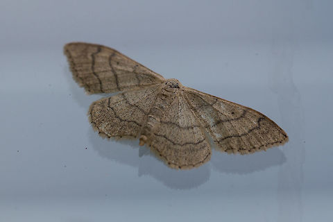 The Riband wave Bit early for moth week and sorry I have no idea what this is, but I have a photo of the underside as it was resting on my window and so though it was nice to see 'the other side'. Just having a few problems uploading.
https://www.jungledragon.com/image/81002/unknown_moth_underside.html Geotagged,Idaea aversata,Riband wave,United Kingdom,moths