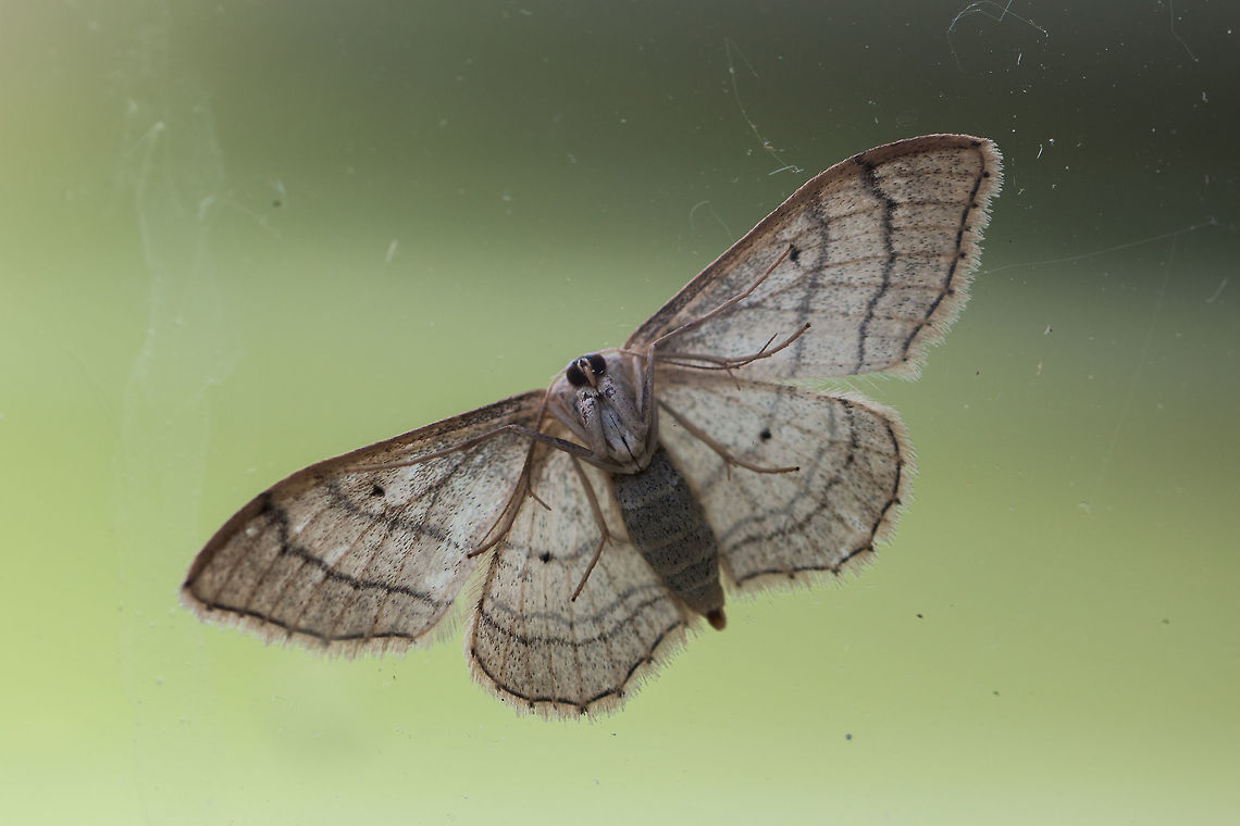 The Riband wave Early for moth week, and sorry I have no idea what this is, but as it was resting on my window, I thought it nice to see a different view!<br />
<figure class="photo"><a href="https://www.jungledragon.com/image/81001/the_riband_wave.html" title="The Riband wave"><img src="https://s3.amazonaws.com/media.jungledragon.com/images/574/81001_thumb.jpg?AWSAccessKeyId=05GMT0V3GWVNE7GGM1R2&Expires=1769040010&Signature=Yu%2B0YB2t5MlTWzIdxyiEeDE343Y%3D" width="200" height="134" alt="The Riband wave Bit early for moth week and sorry I have no idea what this is, but I have a photo of the underside as it was resting on my window and so though it was nice to see 'the other side'. Just having a few problems uploading.<br />
https://www.jungledragon.com/image/81002/unknown_moth_underside.html Geotagged,Idaea aversata,Riband wave,United Kingdom,moths" /></a></figure> Geotagged,Idaea aversata,Isle of Wight,Moth,Riband wave,United Kingdom
