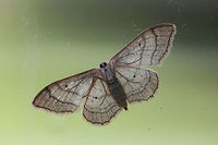 The Riband wave Early for moth week, and sorry I have no idea what this is, but as it was resting on my window, I thought it nice to see a different view!<br />
https://www.jungledragon.com/image/81001/unknown_moth.html Geotagged,Idaea aversata,Isle of Wight,Moth,Riband wave,United Kingdom