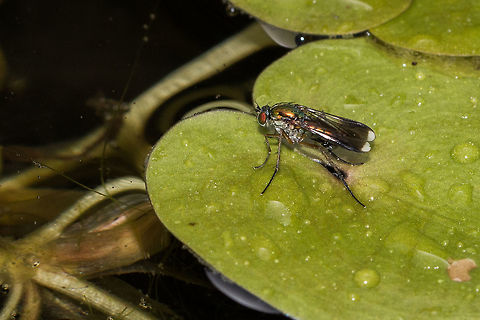 Semaphore fly (Male) Only the male has the white tips. Diptera,Geotagged,Isle of Wight,Poecilobothrus nobilitatus,United Kingdom,flies