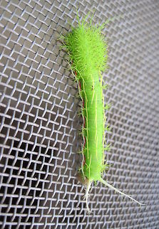 Spiky caterpillar! Hi! I am mr. Needles, but call me spikey, ok? Bolivia,Geotagged,Rhescyntis hippodamia,caterpillars,moths