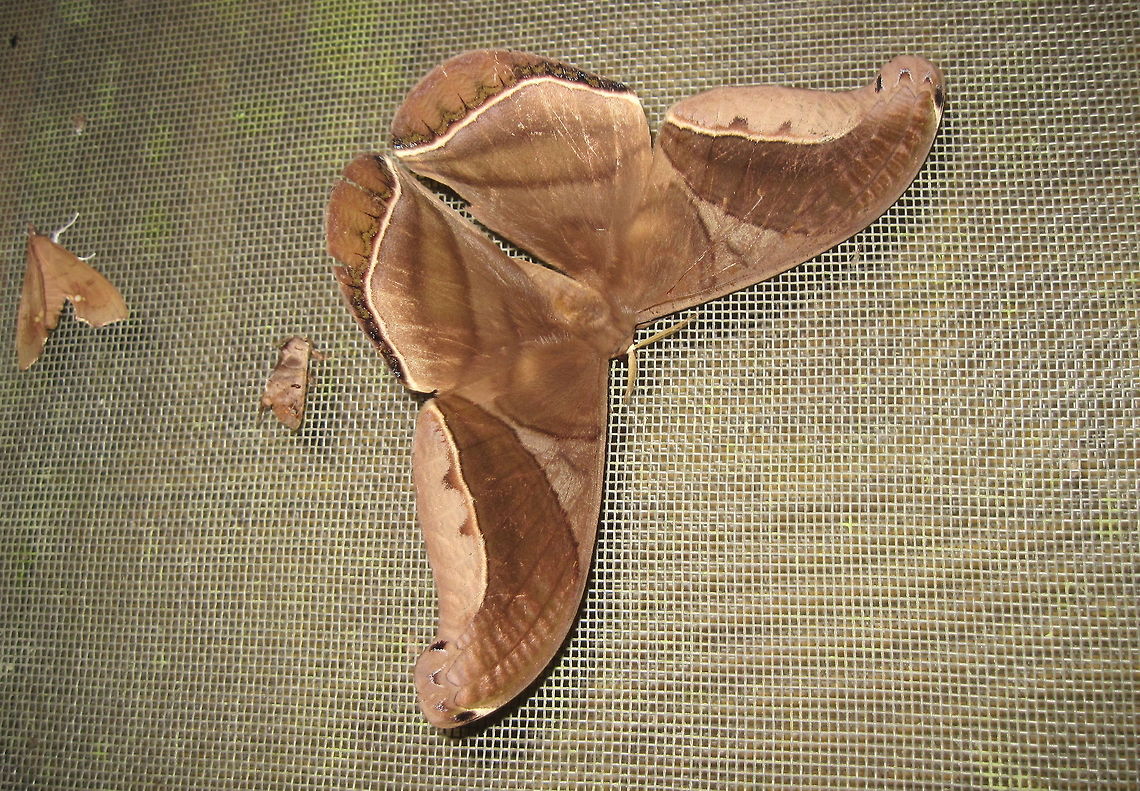 Huge moth! I think I have the species correct, this thing was huge! Bolivia,Geotagged,Rhescyntis hippodamia,moths