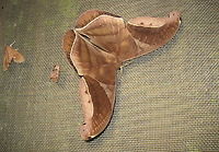 Huge moth! I think I have the species correct, this thing was huge! Bolivia,Geotagged,Rhescyntis hippodamia,moths