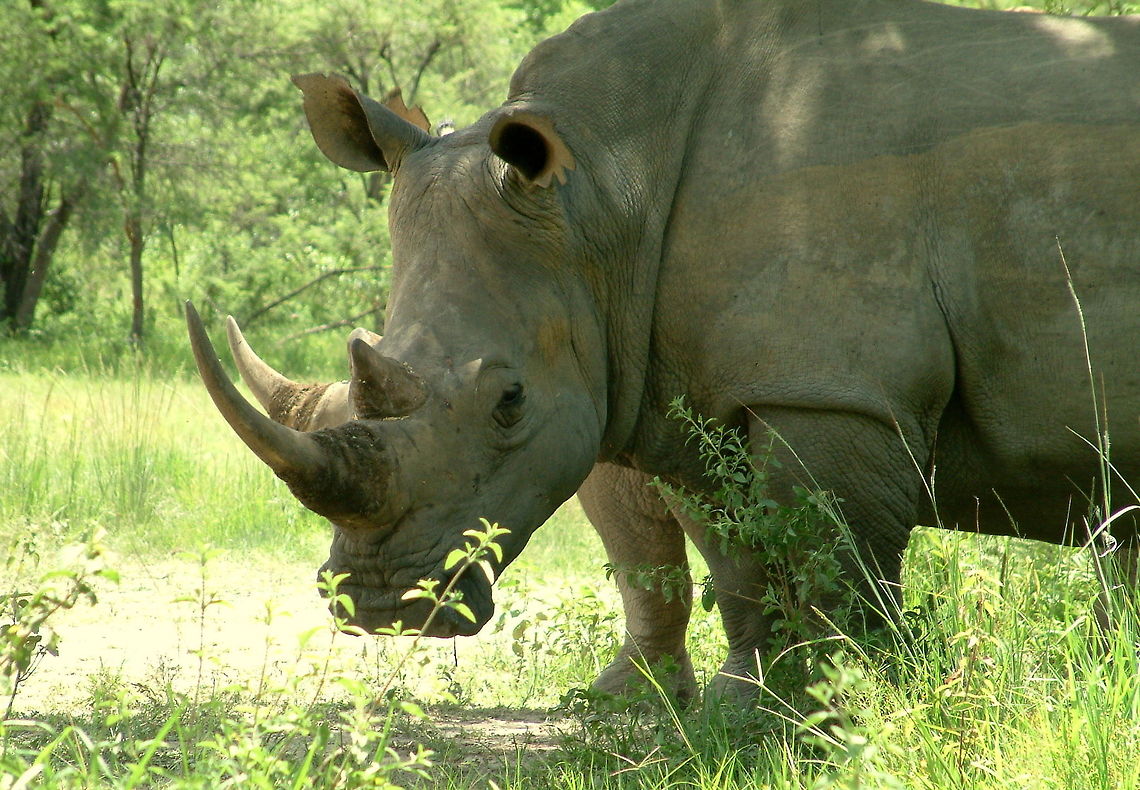 The incredible 2 horned rhino! Of course it is two rhinos...sharing three legs!!! Ceratotherium simum,Geotagged,White rhinoceros,Zimbabwe