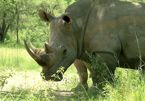 The incredible 2 horned rhino! Of course it is two rhinos...sharing three legs!!! Ceratotherium simum,Geotagged,White rhinoceros,Zimbabwe