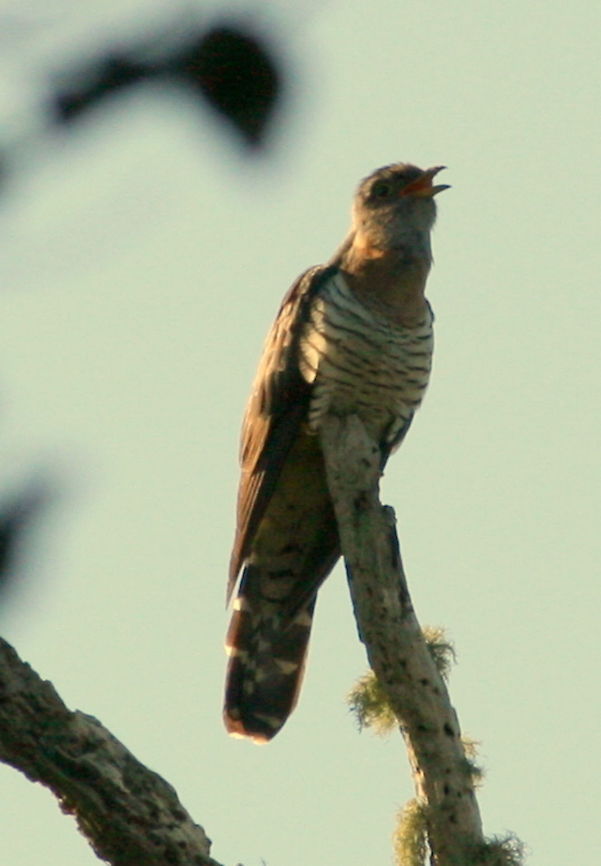 Red-chested cuckoo Not the best photo but this little beauty has been eluding me for  weeks. This morning I spotted him high up on a dead tree. Leaning out of my bathroom window and stretching my poor little zoom to its max, I managed to get this. At least it is another new specie!!! Birds,Cuculus solitarius,Geotagged,Red-chested Cuckoo,South Africa,United States
