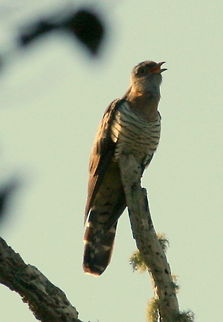 Red-chested cuckoo Not the best photo but this little beauty has been eluding me for  weeks. This morning I spotted him high up on a dead tree. Leaning out of my bathroom window and stretching my poor little zoom to its max, I managed to get this. At least it is another new specie!!! Birds,Cuculus solitarius,Geotagged,Red-chested Cuckoo,South Africa,United States