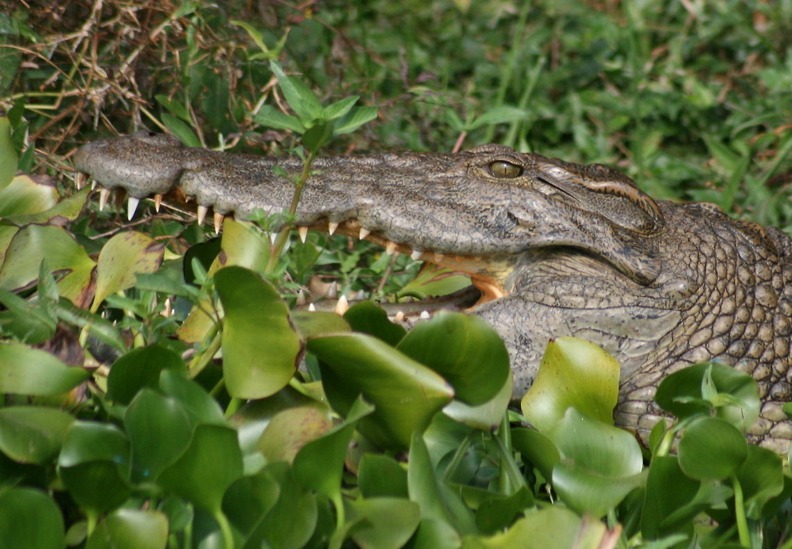 Madagascar crocodile  Crocodylus niloticus,Geotagged,Madagascar,Nile crocodile