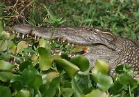 Madagascar crocodile  Crocodylus niloticus,Geotagged,Madagascar,Nile crocodile
