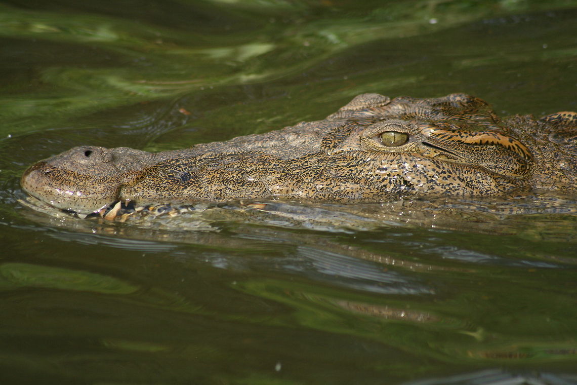 Madagascar crocodile 2  Crocodylus niloticus,Geotagged,Madagascar,Nile crocodile,Winter