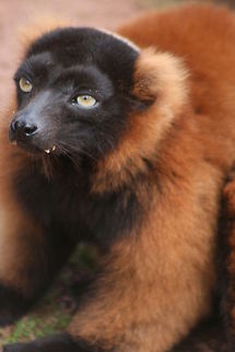 One of the most endagered primates in the world Just added to the IUCN top 25 primates in peril list with less than 80 individuals left in the wild.
Also on this list from Madagascar are the Indri, Slaters blue-eyed black lemur, Madame Berthas Mouse lemur, the Silky Sifaka and the Northern Sportive lemur.
Very very sad.

 Geotagged,Red ruffed lemur,Summer,United Kingdom,Varecia rubra,lemurs,prosimians