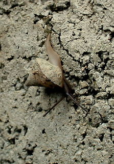 Unknown snail Macro is not my forte but when I came accross this tiny snail in my garden I just had to try and get a shot. I have never seen a snail with this shaped shell before. Anyone any idea what this is? Geotagged,South Africa,Spring,snail
