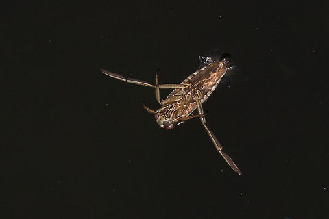 Common Backswimmer Amazing little creatures! Geotagged,Notonecta glauca,United Kingdom,backswimmer,pond life,wales
