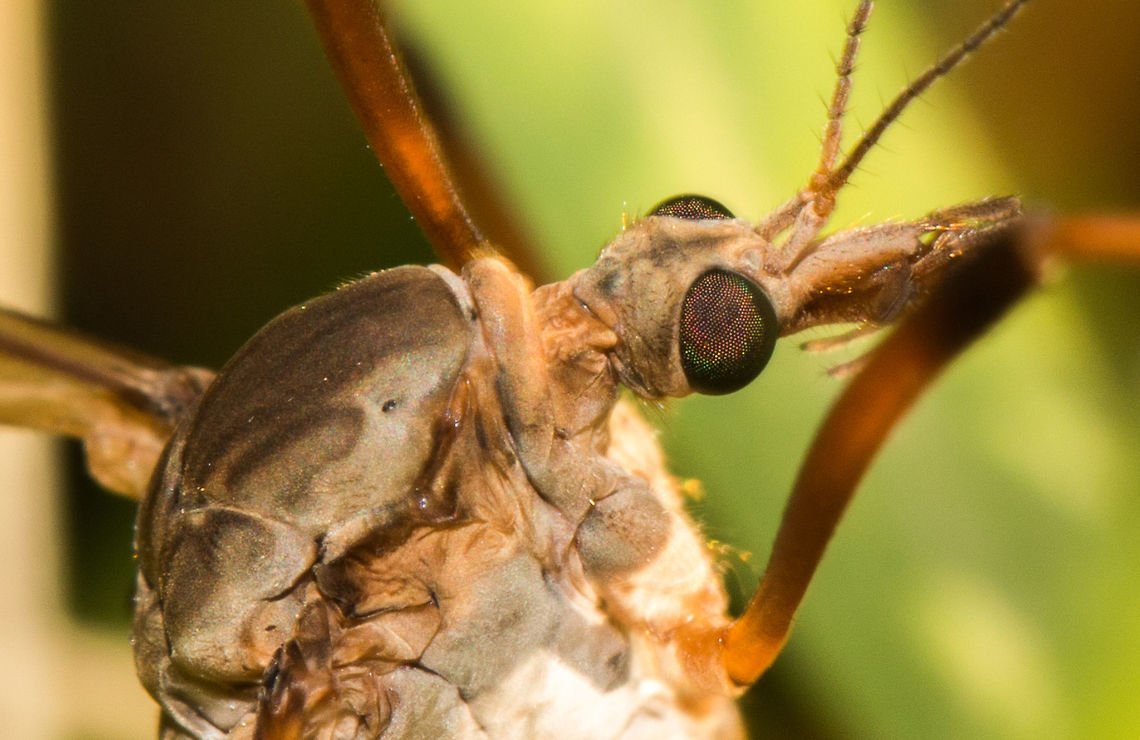 Close up of a crane fly's eyes I had never really considered taking a photo of a crane fly, but close up, they are quite fascinating! Geotagged,Tipulidae,United Kingdom,crane fly,insects,wales