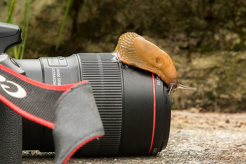 Curious slug! I have always been envious of those photographers that manage to capture wildlife taking an interest in their camera, and always hoped that one day I would get lucky too. This though, is not quite what I had in mind! Gastropoda,Geotagged,United Kingdom,slugs,wales