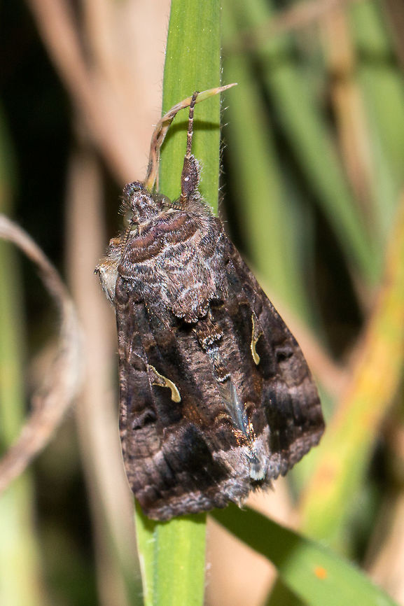 ID Help please?  Autographa gamma,Geotagged,Lepidoptera,Moths,Silver Y,United Kingdom,wales