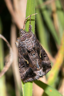 ID Help please?  Autographa gamma,Geotagged,Lepidoptera,Moths,Silver Y,United Kingdom,wales
