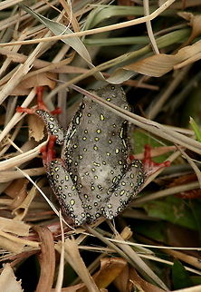 Painted Reed Frog Not an ideal photo. Hopefully next time I see one I will not be in such a rush and may get a better photo.  Geotagged,Hyperolius marmoratus,Marbled Reed Frog,South Africa