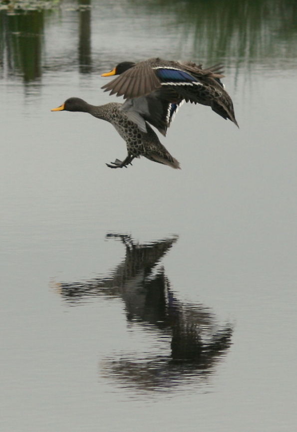 Coming in to land  Anas undulata,Geotagged,South Africa,Spring,Yellow-billed Duck,south africa,water birds