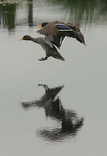 Coming in to land  Anas undulata,Geotagged,South Africa,Spring,Yellow-billed Duck,south africa,water birds