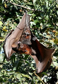 Big boy!!! The Egyptian Fruit Bat...very well endowed!!! Egyptian Fruit Bat,Geotagged,Indian flying fox,Pteropus giganteus,Rousettus aegyptiacus,South Africa,Winter,bats