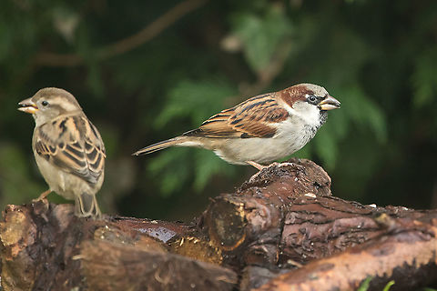 The humble sparrow! Weather is so awful here, taken to taking photos through my bedroom window! Geotagged,House sparrow,Isle of Wight,Passer domesticus,United Kingdom,birds