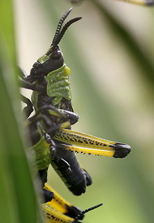 Locust nymph These nymphs congregate together in large colonies using a plant as camouflage (see below). They are known to feed on highly toxic plants such as ''Acokanthera oppositifolia'' and ''Secamone alpinii''.
I have seen the enormous adults but yet to take a photo
 Geotagged,Insects,Leprous grasshopper,Phymateus leprosus,South Africa,Spring,grasshopper,locust
