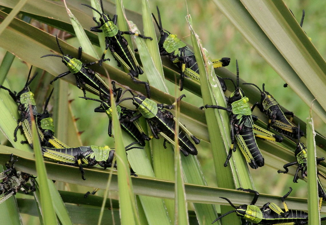 Locust nymphs I stumbled accross these little fellas near my home, they have been on the same plant for several days now. They group together in large colonies and use the plant for camouflage. However, if you approach them too quickly...they scatter Geotagged,Leprous grasshopper,Phymateus leprosus,South Africa,Spring,grasshoppers,insects,locust,south africa