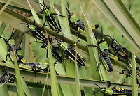 Locust nymphs I stumbled accross these little fellas near my home, they have been on the same plant for several days now. They group together in large colonies and use the plant for camouflage. However, if you approach them too quickly...they scatter Geotagged,Leprous grasshopper,Phymateus leprosus,South Africa,Spring,grasshoppers,insects,locust,south africa