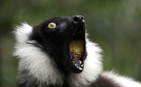 Big Mouth!  Black-and-white ruffed lemur,Geotagged,South Africa,Spring,Varecia variegata