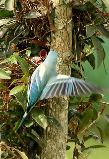 Tanager feeding her young  Geotagged,South Africa,Spring,Thraupis episcopus,blue gray tanager