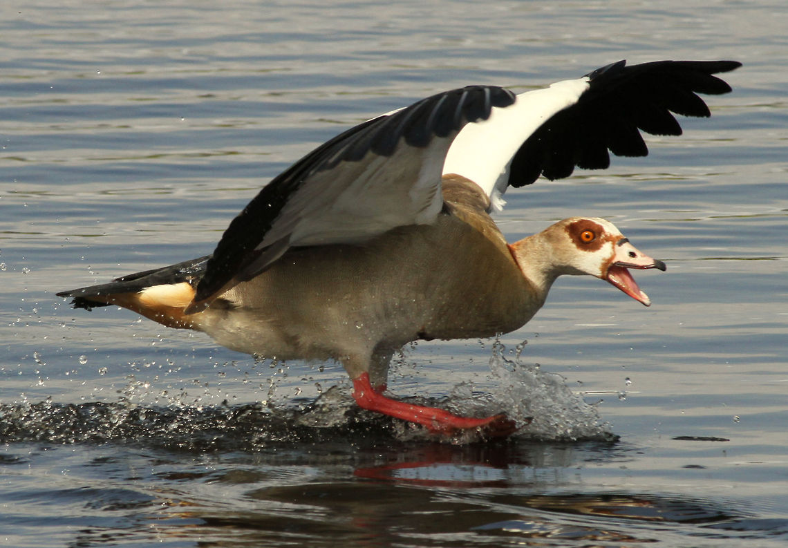 Egyptian Goose  Alopochen aegyptiacus,Egyptian Goose,Geotagged,South Africa,Spring,south africa,water birds