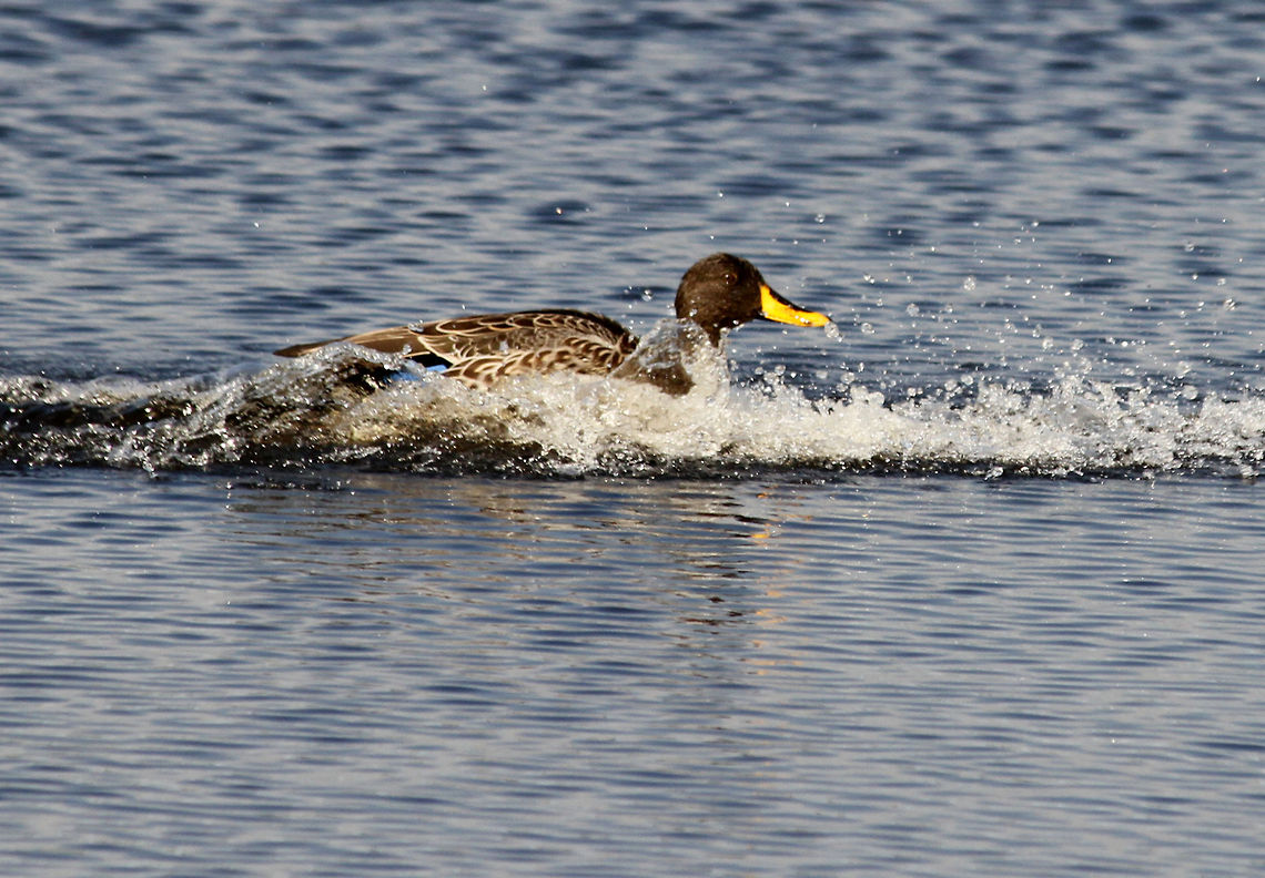 Splash time  Anas undulata,Geotagged,South Africa,Spring,Yellow-billed Duck,south africa,water birds
