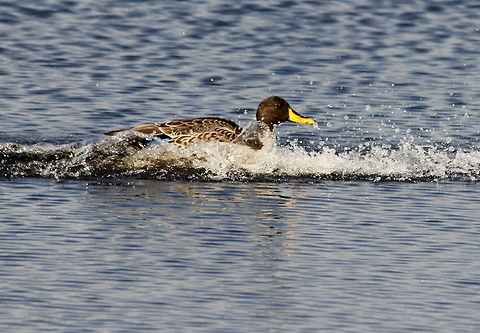 Splash time  Anas undulata,Geotagged,South Africa,Spring,Yellow-billed Duck,south africa,water birds
