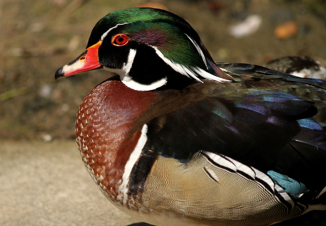 Carolina Duck  Aix sponsa,Boe 18 nov,Geotagged,South Africa,Spring,Wood Duck,water birds