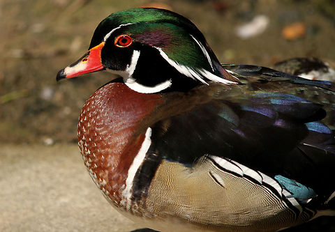 Carolina Duck  Aix sponsa,Boe 18 nov,Geotagged,South Africa,Spring,Wood Duck,water birds