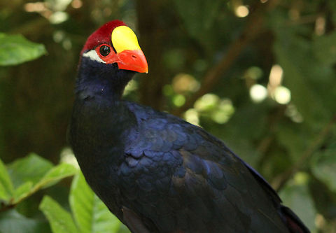 Violet Turaco  Geotagged,Musophaga violacea,South Africa,Spring,Violet Turaco,birds,south africa,turacos
