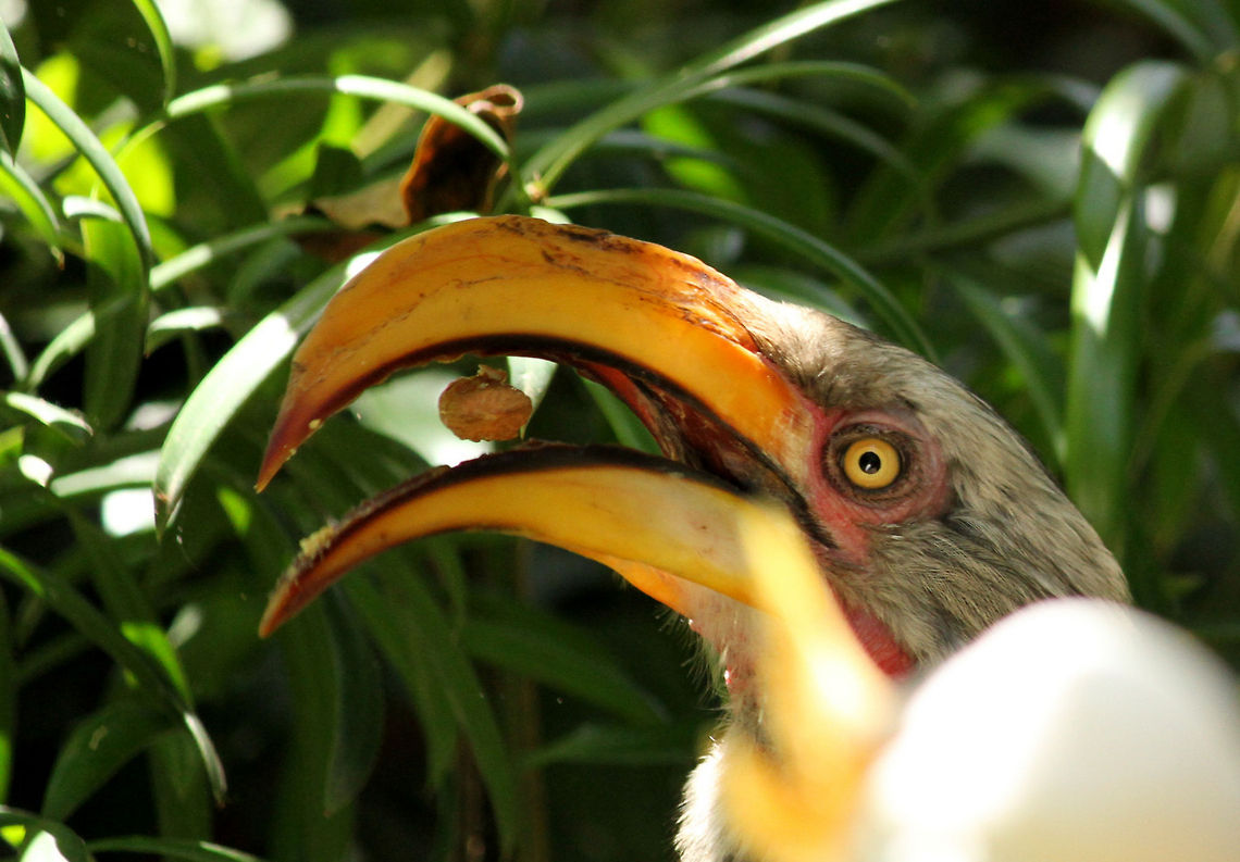 What a catch! Shame about the fuzzy bit on the side of the photo, I am sure I could possibly edit it out. So pleased though with catching this nut...not touching the sides!<br />
 Boe 18 nov,Geotagged,South Africa,Southern Yellow-billed Hornbill,Spring,Tockus leucomelas