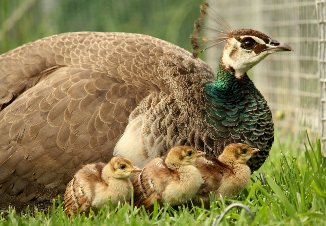 Three peas in a pod Or Petit Pois as I like to call them! Geotagged,Indian Peafowl,Pavo cristatus,South Africa,Spring