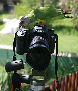 What does this knob do?  Geotagged,Poicephalus senegalus,Senegal Parrot,South Africa,Spring
