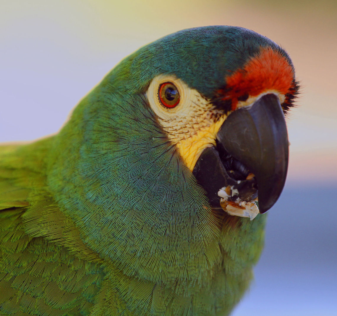 Mini-macaw When most people think of macaws they think of the majestic blue and golds and scarlets. But there are also mini-macaws like this Illigers here. An easy way to tell if a bird is a macaw is that they will always have a bare patch of skin around the eye.<br />
This one is eating a nut..only way I could get him to sit still! Blue-winged Macaw,Geotagged,Primolius maracana,South Africa,Spring,birds,parrots