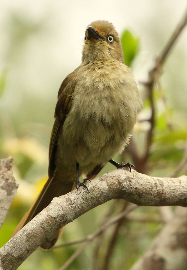 Sombre Greenbul  Andropadus importunus,Geotagged,Sombre Greenbul,South Africa,Spring,birds,south africa