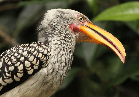 Hornbill Love those eyelashes! Birds,Geotagged,South Africa,Southern Yellow-billed Hornbill,Spring,Tockus leucomelas
