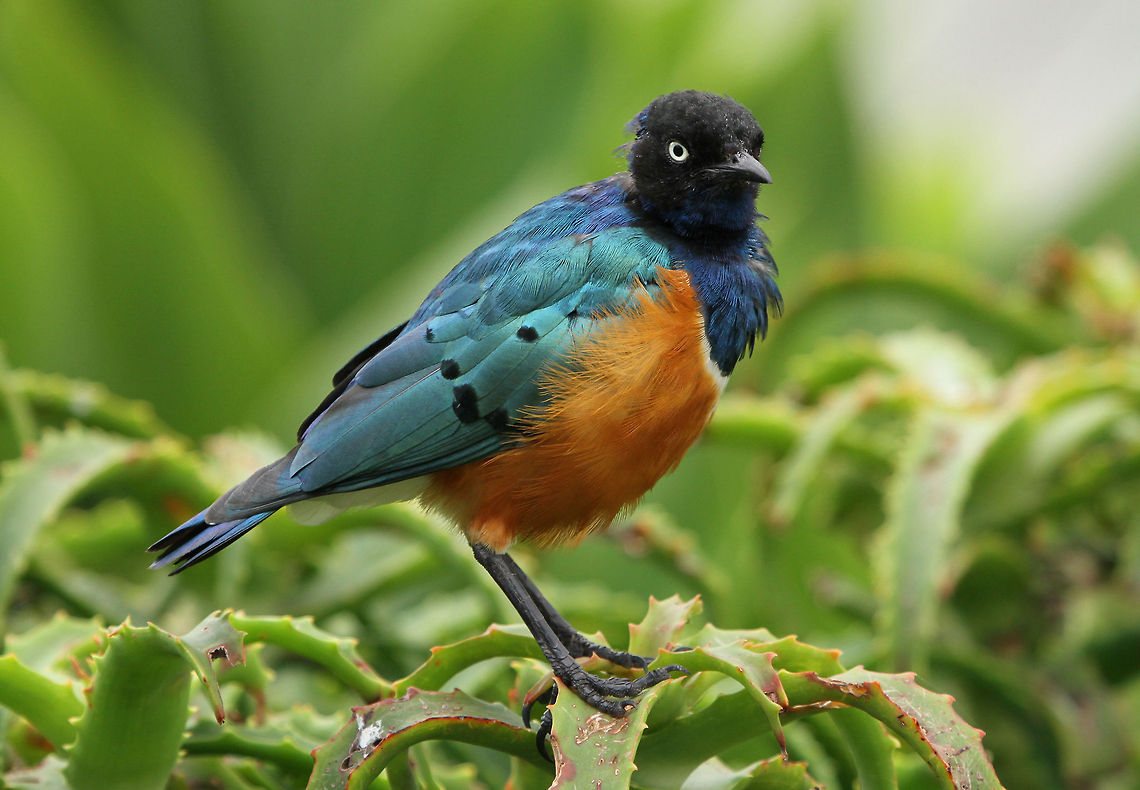 Superb Starling Looking a wee bit scruffy! Geotagged,Lamprotornis superbus,South Africa,Spring,Superb Starling