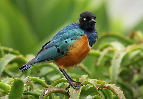 Superb Starling Looking a wee bit scruffy! Geotagged,Lamprotornis superbus,South Africa,Spring,Superb Starling