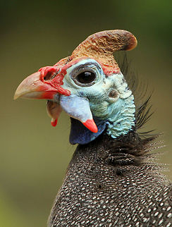 Beautiful? I think she is stunning! Geotagged,Helmeted Guineafowl,Numida meleagris,South Africa,Spring